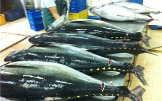 Cá ngừ Việt Nam gặp khó tại Hàn Quốc