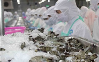 CPTPP tác động như thế nào đến xuất khẩu tôm Việt Nam?