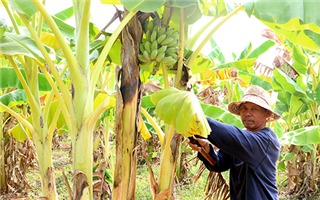 Gia Lai: Chuyển đổi cây trồng để ứng phó với hạn hán khắc nghiệt