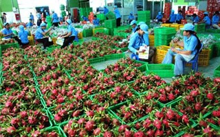 Xuất khẩu rau quả ước đạt 1,83 tỷ USD