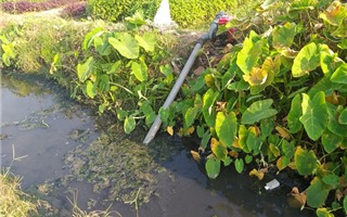 Hải Phòng: Hàng chục hecta ruộng ở huyện An Dương bỏ hoang vì mương thủy lợi ô nhiễm