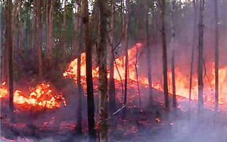 Phú Yên: Xử lý nghiêm các hành vi gây cháy rừng