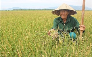 Quảng Nam: Hàng nghìn ha lúa khô cháy vì nắng nóng