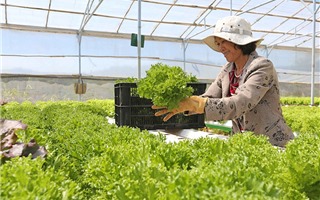 Việt Nam muốn có 4.000 doanh nghiệp lớn làm nông nghiệp