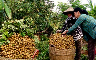Năm 2019: Sản lượng nhãn Hưng Yên giảm khoảng 20%