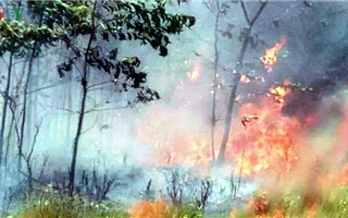 Cháy 20 ha rừng trồng của người dân tại Thừa Thiên - Huế