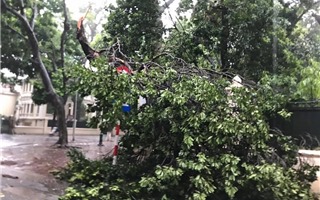 Hà Nội: Mưa lớn gió giật mạnh quật ngã nhiều cây xanh