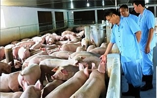 Hà Nội: 177 xã, phường đã qua 30 ngày không phát sinh bệnh Dịch tả lợn châu Phi
