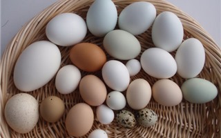 Loại trứng nào là giàu dinh dưỡng nhất 