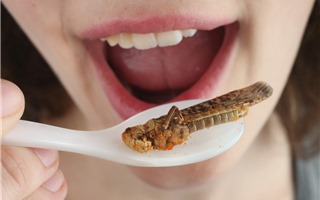 Ăn côn trùng như thế nào cho an toàn? 