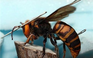 Những nguy hiểm và cách phòng tránh ong đốt 