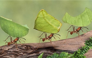 13 tuyệt chiêu diệt kiến không dùng hóa chất 
