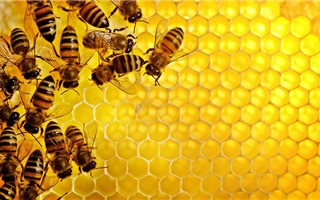 Mật ong và những công dụng &#39;&#39;thần kỳ&#39;&#39; với sức khỏe