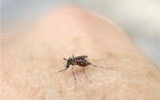 Tổ chức Y tế thế giới công bố tình trạng khẩn cấp về virus Zika