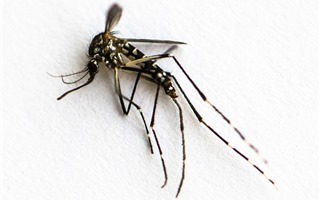 Sẽ thử nghiệm muỗi chống virus Zika tại Việt Nam