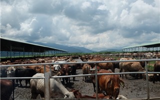 Vì sao dự án nuôi bò của HAGL tại Kon Tum bị thu hồi?