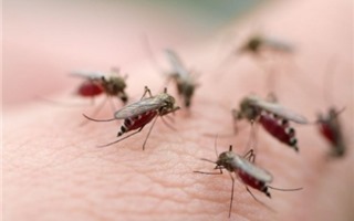 TP Hồ Chí Minh: Ghi nhận thêm 3 ca nhiễm vi rút Zika