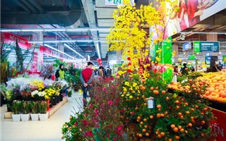 Ngắm “rừng” hoa Tết rực rỡ trong siêu thị
