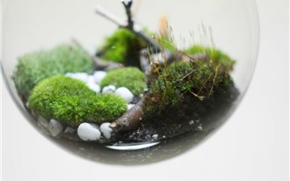 “Bóng đèn sinh thái”: Phát kiến tuyệt vời trồng cây xanh trong điều kiện không ánh sáng mặt trời