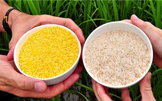 Sản xuất thương mại gạo vàng biến đổi gene