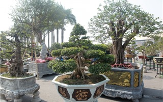 Ngắm dàn cây thế “khủng” tại hội chợ xuân đón Tết Tân Sửu