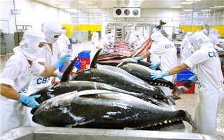 Vượt Trung Quốc, Việt Nam cung cấp cá ngừ lớn thứ 4 cho Peru