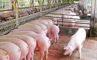 Giá lợn hơi duy trì đà tăng từ 1.000 - 2.000 đồng/kg ở các địa phương