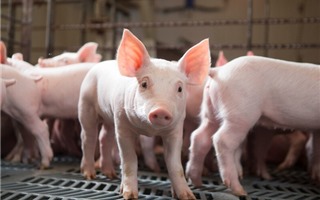 Giá lợn hơi giảm giá ở hầu hết các tỉnh thành