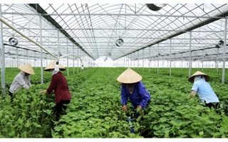 Hà Nội đạt hiệu quả cao trong việc đưa công nghệ cao vào nông nghiệp
