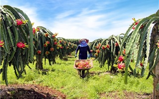 Đẩy mạnh xuất khẩu rau quả chính ngạch sang Trung Quốc