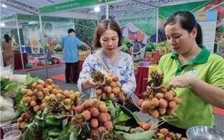 Tuần hàng trái cây, nông sản các tỉnh, thành tại Hà Nội mở cửa đến 28/5