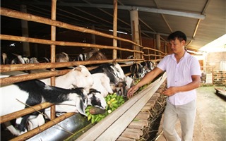 Đồng Nai: Phát triển chăn nuôi theo hướng bền vững