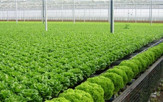 Hà Nội: Đưa trồng trọt hữu cơ trở thành ngành mũi nhọn