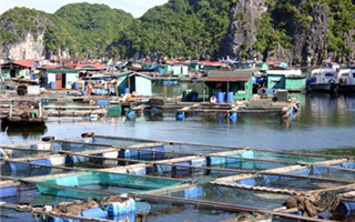 Ban hành Chương trình Quốc gia phát triển nuôi trồng thủy sản giai đoạn 2021 - 2030