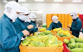 Xuất khẩu rau quả sẽ khả quan hơn trong những tháng cuối năm 2022