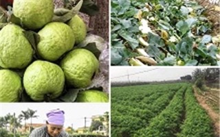 Hà Nội: Nhiều doanh nghiệp, cá nhân hưởng ứng giải cứu nông sản tại Hải Dương