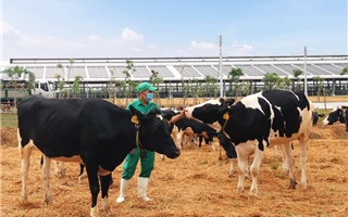 Vinamilk nhập khẩu hơn 2.100 bò sữa từ Mỹ về trang trại Quảng Ngãi
