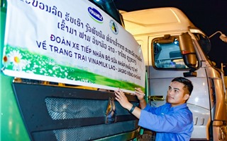Vinamilk nhập 1.000 bò sữa HF từ Mỹ về tổ hợp trang trại tại Lào
