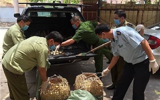 Tăng cường ngăn chặn vận chuyển trái phép gia cầm, sản phẩm gia cầm vào Việt Nam