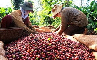 Quy định chống phá rừng của EU ảnh hưởng như thế nào đến sản xuất cà phê Việt Nam?