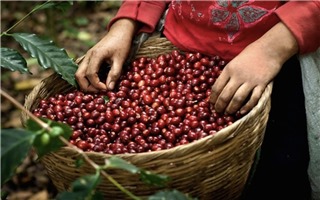 Giá cà phê hôm nay 11/9: Thị trường trong nước giao dịch quanh 64.500 - 65.400 đồng/kg