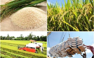 Giá lúa gạo hôm nay 12/10: Duy trì đà tăng
