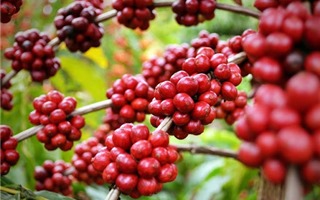 Giá cà phê hôm nay 16/10: Cà phê trong nước tiếp tục đà tăng 200 - 300 đồng/kg