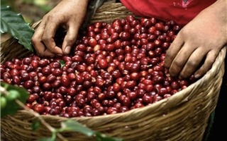 Giá cà phê hôm nay 3/11: Thị trường trong nước cao nhất là 58.300 đồng/kg