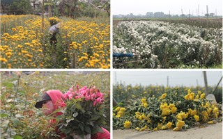 Hà Nội: Người trồng hoa Tây Tựu khóc ròng vì không có người mua