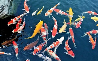 Cá Koi Nhật được nhà giàu Việt &#39;nâng niu&#39; có sống nổi trên sông Tô Lịch?