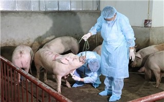 Người dân miền Trung lo ngại trước dịch tả lợn chưa giảm 