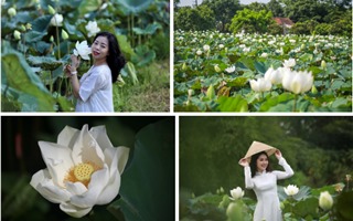 Cận cảnh đầm sen trắng đẹp hút hồn đang “gây sốt” tại Hà Nội