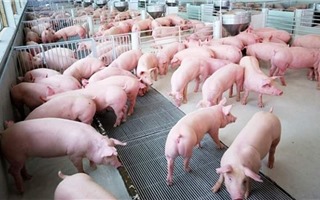 Người chăn nuôi e dè tái đàn lợn vì dịch chồng dịch