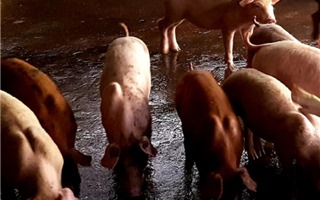 Bạc Liêu xuất hiện 2 ổ dịch tả lợn Châu Phi